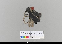 藏品(中國湖北皮影戲偶頭-生)的圖片